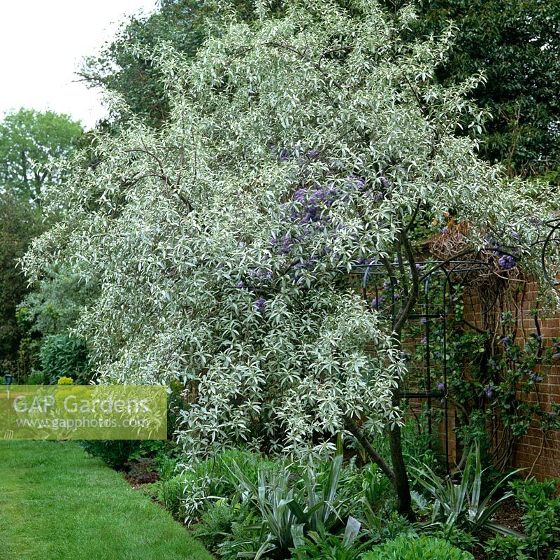 Elaeagnus angustifolia 'Quicksilver', deciduous shrub or small tree with lance-shaped, silvery leaves