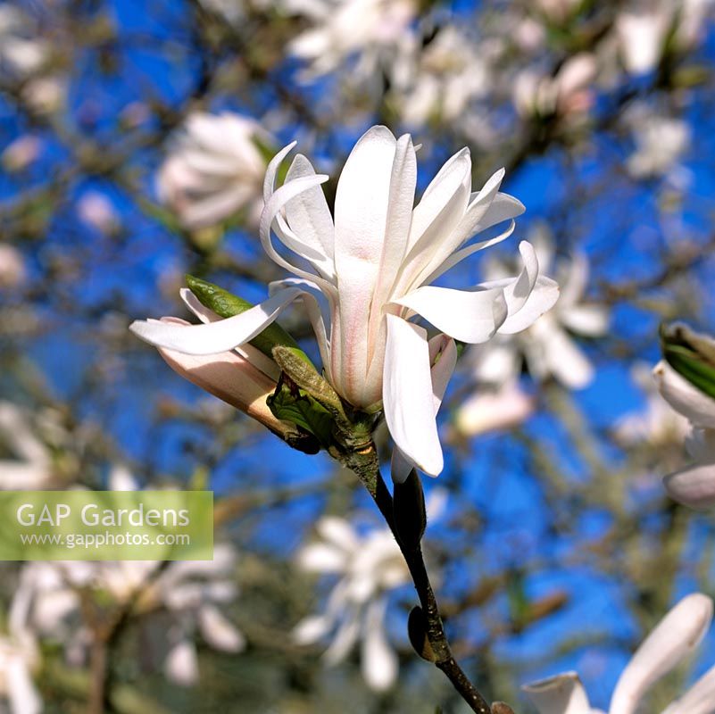 Magnolia stellata, star magnolia