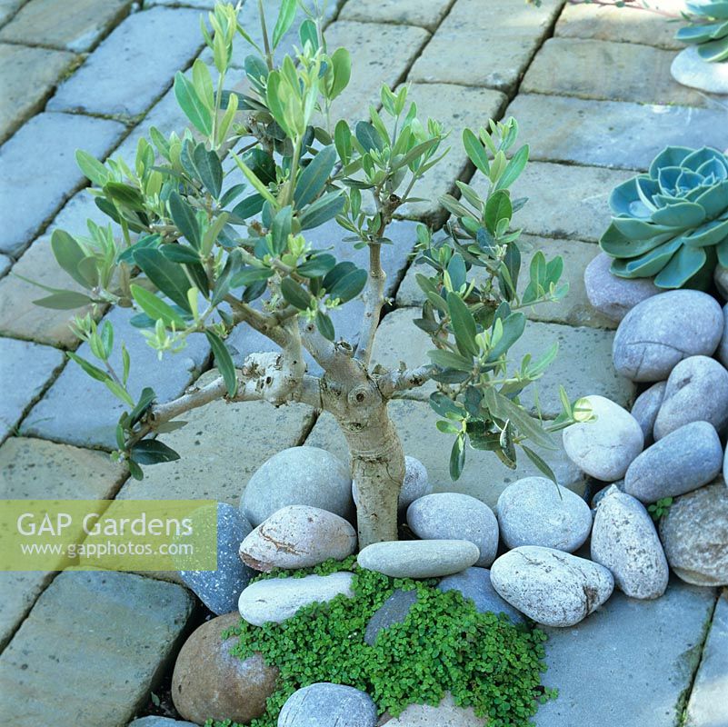 Olea europaea - Set in pebbles and mind-your-own-business, a tiny olive tree