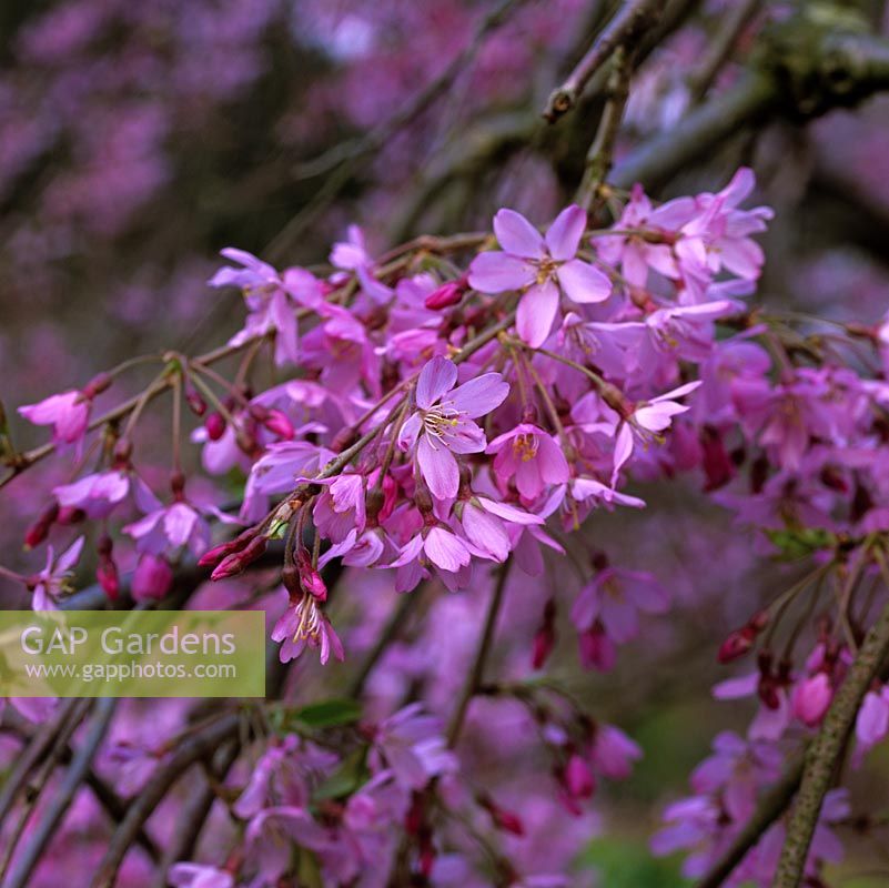 Prunus x subhirtella Pendula Rosea, Rosebud Cherry, bears profusion of light, pink single blossom flowers on weeping branches. Early spring.