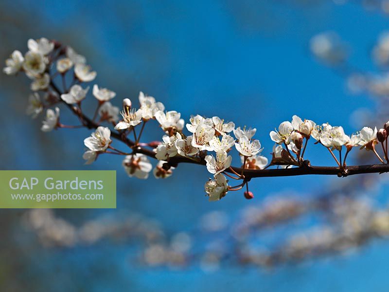 Prunus serrula, the Tibetan cherry, bearing cluster of single, white flowers against a clear, blue spring sky.