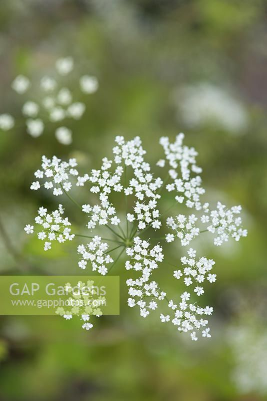 Ammi majus, an upright annual producing umbels of small white flowers in summer.
