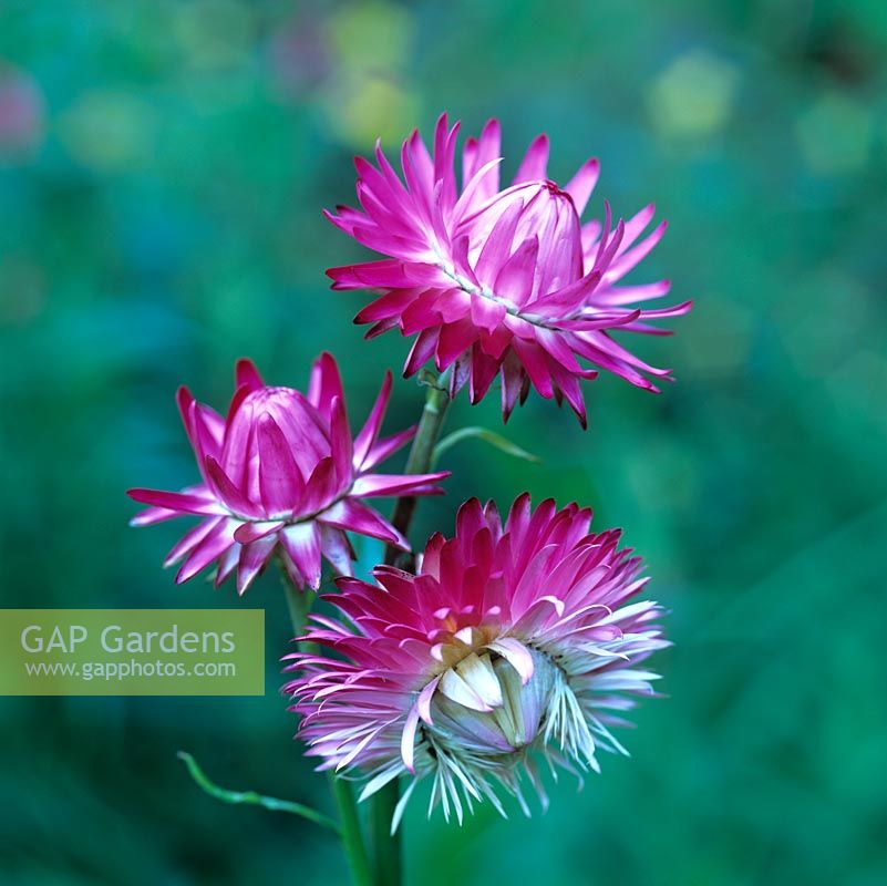 Bracteantha bracteata Silvery Rose, everlasting strawflower, annual with double, silvery pink, papery flowerheads.