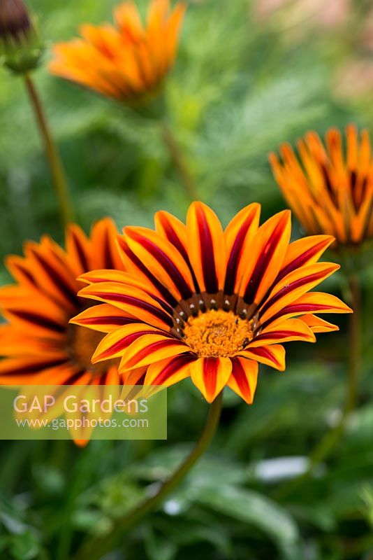 Gazania 'Kiss Orange Flame', an annual bearing striking orange striped flowers from July into autumn