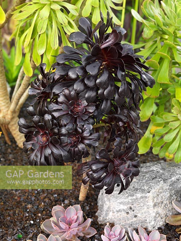 Aeonium arboreum Zwartkop, a tender succulent with black fleshy leaves.