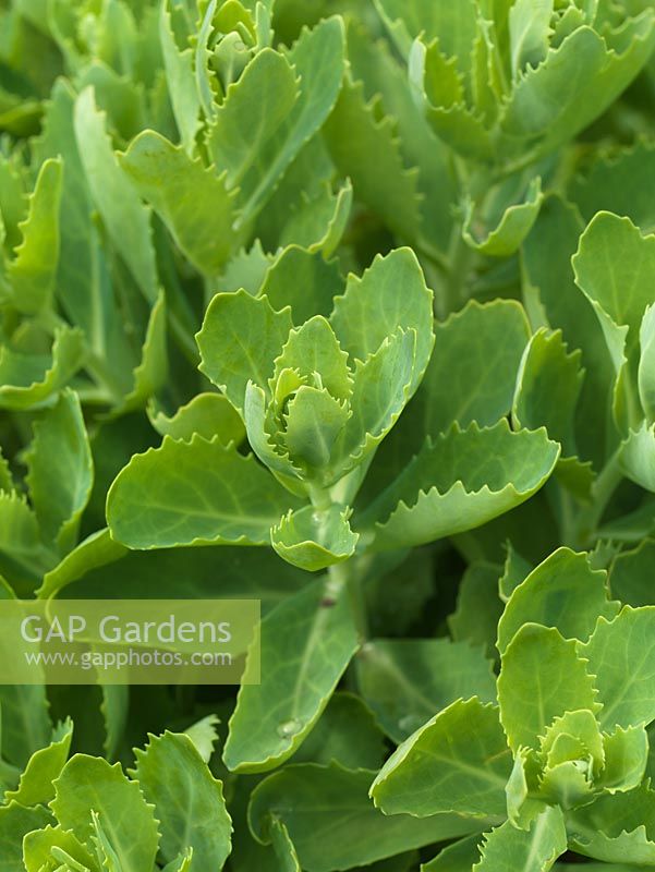 Young sedum leaves make a tasty addition to salads, picked before they puff out.