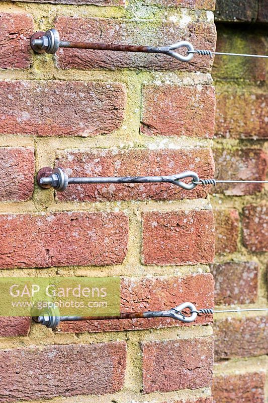 Wire tensioners fixed to a brick wall for training fruit trees.