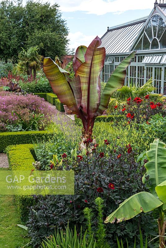 A box edged border in The Exotic Garden at Abbeywood planted with Ensete ventricosum Murellii - banana that was overwintered in a cool glasshouse. It is underplanted with green-flowered Nicotiana langsdorffiii, stripy-leaved cannas and dark-leaved Dahlia 'Bishop of Auckland'.