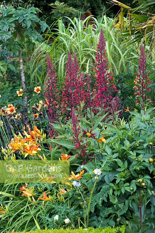 Border planted with Lobelia tupa, orange Hemerocallis 'Frans Hals' and Dahlias 'Honka' and 'Moonfire'. The Exotic Garden at Abbeywood. 