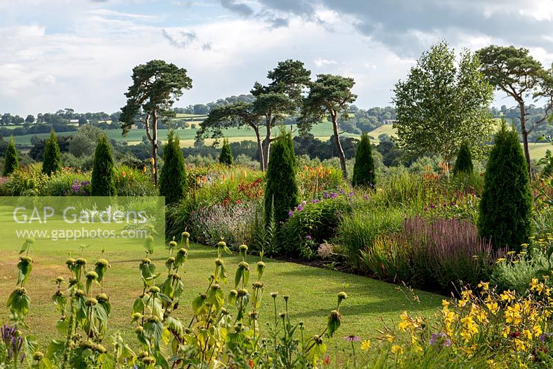 A formal lawn beside a long twin herbaceous borders with repeated miscanthus, stipa and Thuja occidentalis 'Smaragd' conifers. Pine trees behind. Set against backdrop of Utkinton Hills.