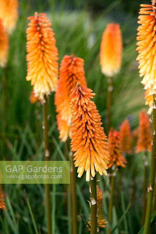 Kniphofia 'Tawny King', red hot poker, slender spikes of burnt orange flowers soften to pale yellow at the base. Herbaceous perennial.