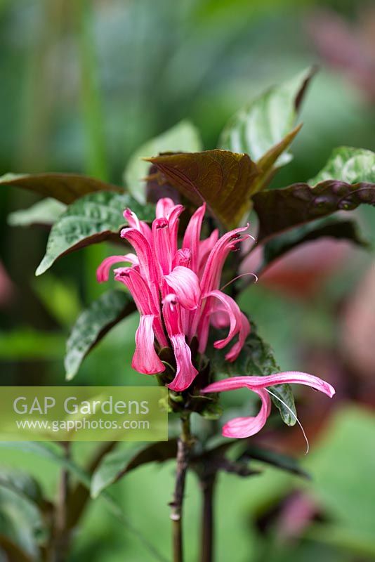 Justicia carnea, Brazilian Plume Flower or Flamingo Flower or Jacobinia, is an evergreen shrub with creamy pink flowers atop each stem.