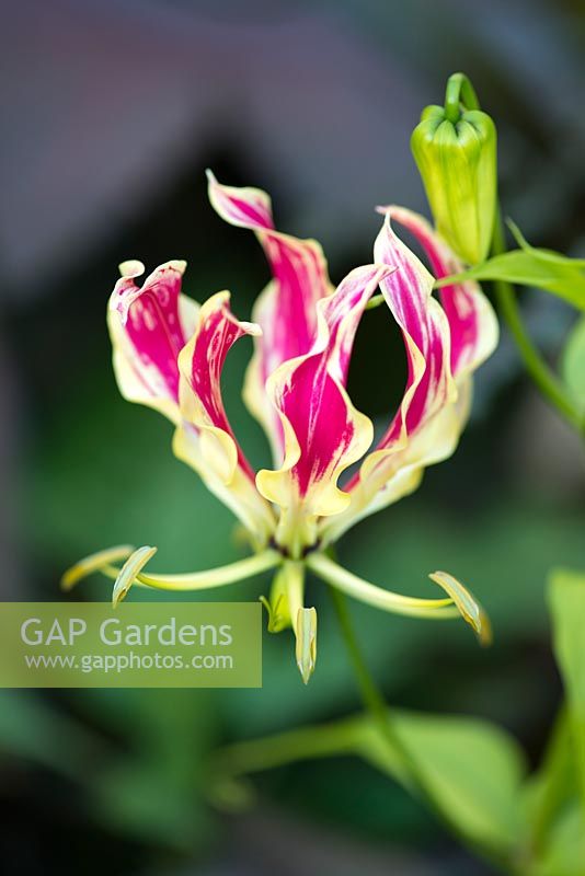 Gloriosa superba, flame lily, is a climber with spectacular and yellow flowers, but all parts of the plant - especially the tubers, are extremely poisonous.