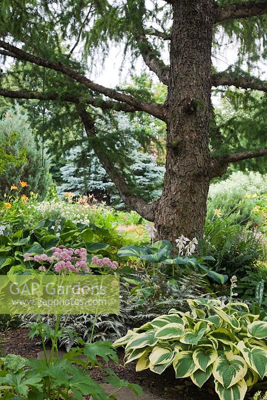 European Larix - Larch tree underplanted with Hosta 'Brim Cup', 'Great Expectations' and 'Abiqua Moonbeam' in backyard country garden in summer, Quebec, Canada
