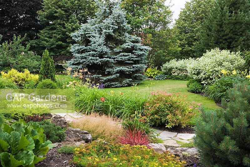 Flagstone path next to border with yellow Sedum - Stonecrop flowers, red Pennisetum 'Fireworks' - Fountain Grass, Pinus sylvestris 'Spaan's Fastigiata' - Scotch Pine and Picea pungens 'Colorado Blue' - Spruce tree in background in backyard country garden in summer, Quebec, Canada