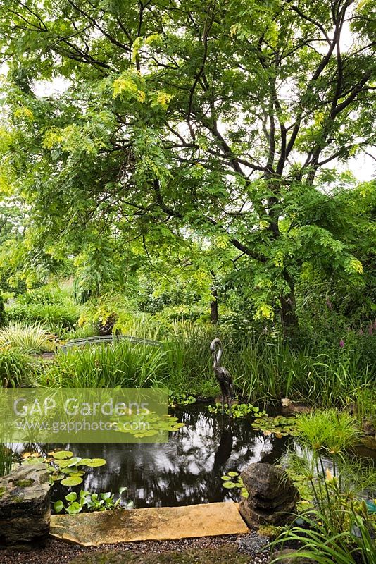 Gleditsia triacanthos 'Sunburst' - Honeylocust tree over pond with Eichhornia crassipes  Water Hyacinth, Papyrus - Ornamental Grass also known as Cyperus - Egyptian Paper Rush, Nymphaea - Water Lily and Iris ensata 'Japanese Iris' plants in backyard country garden in summer, Quebec, Canada