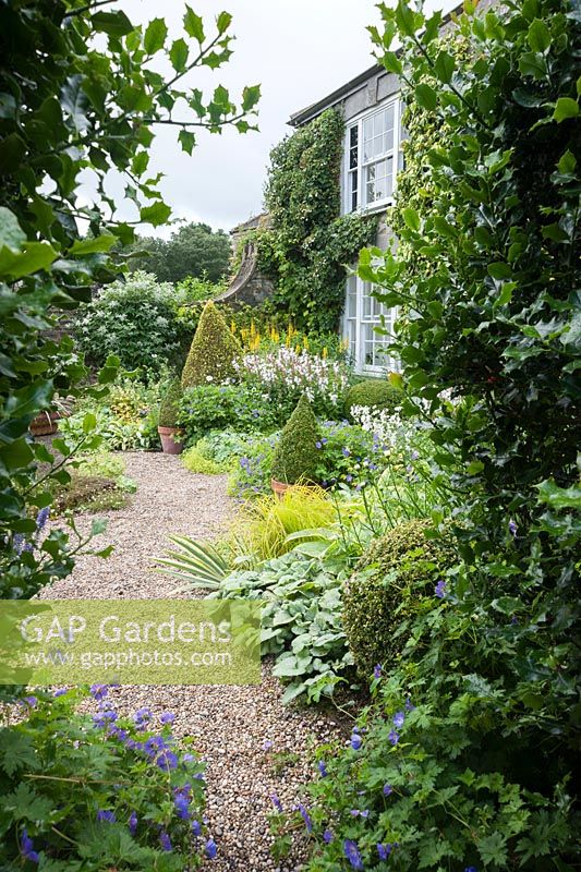 Gravel pathway - The Vean Garden is predominantly white, blue and gold, with clipped box and golden privet surrounded by lush perennials. Bosvigo, Truro, Cornwall, UK