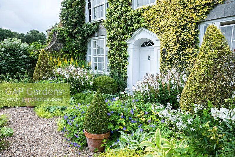 Front garden - The Vean Garden is predominantly white, blue and gold, with clipped box and golden privet surrounded by lush perennials. Bosvigo, Truro, Cornwall, UK