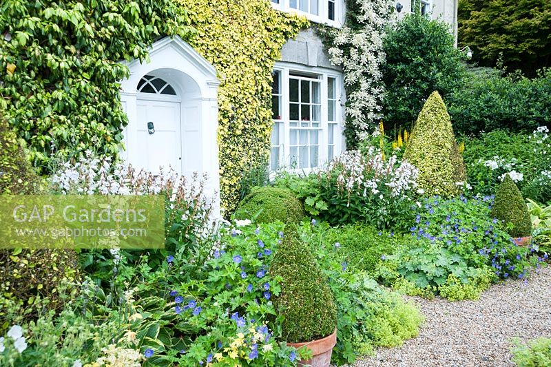 Front garden - The Vean Garden with clipped box and golden privet surrounded by lush perennials. Bosvigo, Truro, Cornwall, UK