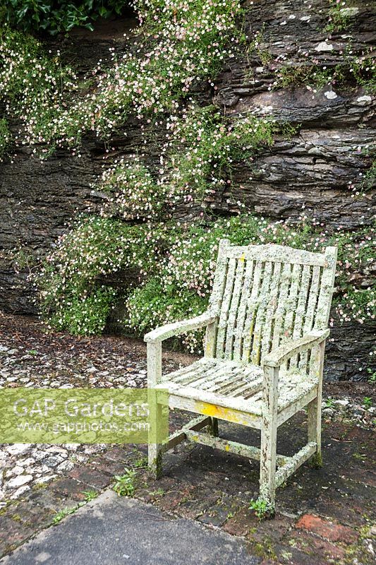 Lichen encrusted chair infront of rock face colonised by Mexican daisies, Erigeron karvinskianus. Bosvigo, Truro, Cornwall, UK