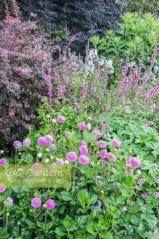 The Walled Garden planted with purples, pinks and blues including dahlias, Lythrum salicaria 'Lady Sackville', Berberis thunbergii f. atropurpurea 'Harlequin' and dark leaved elder. Bosvigo, Truro, Cornwall, UK