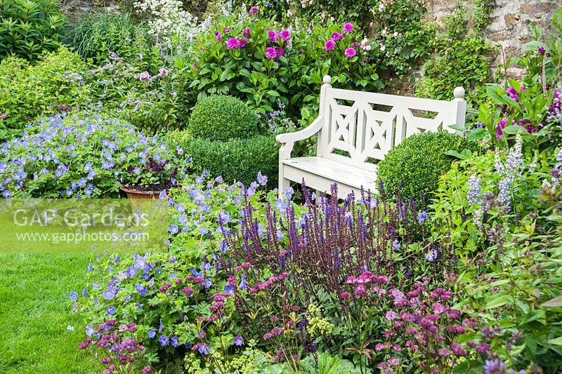 The Walled Garden planted with purples, pinks and blues including Geranium Rozanne - 'Gerwat', Salvia nemerosa 'Caradonna', Astrantia 'Hadspen Blood', dahlias and clipped box beside a wooden bench. Bosvigo, Truro, Cornwall, UK