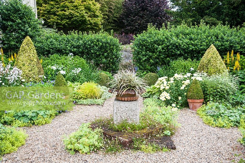 The Vean Garden with clipped box and golden privet surrounded by perennials such as Leucanthemum x superbum 'Goldrausch', hardy geraniums, Alchemilla mollis, ligularias and variegated comfrey and phlox. At its centre is a shallow urn planted with Astelia nivicola 'Red Gem'. Bosvigo, Truro, Cornwall, UK