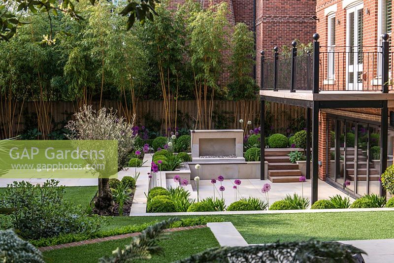 Town garden designed by Kate Gould. Rectangular patches of lawn are edged in box balls interplanted with purple and white allium, and a single olive tree. Sunken terrace has open fire place. On far boundary fence, hostas rest beneath tall golden bamboo.