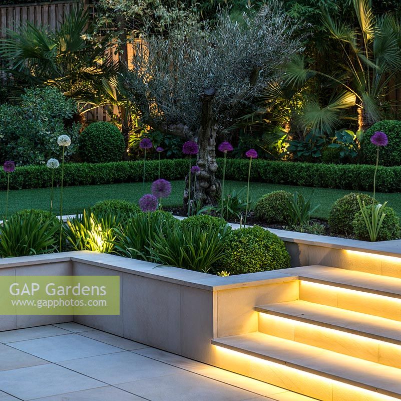 Town garden designed by Kate Gould, lit at night. Lighting illuminates the steps leading from sunken terrace to lawn, an old olive at the corner amidst purple allium and box balls.