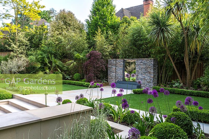 Town garden designed by Kate Gould. A sunken terrace is edged in box balls interplanted with purple and white allium. Low box hedges separate the lawn from beds filled with bamboo, cordyline, acer, Trachycarpus fortunei, olive tree, hosta and euphorbia.