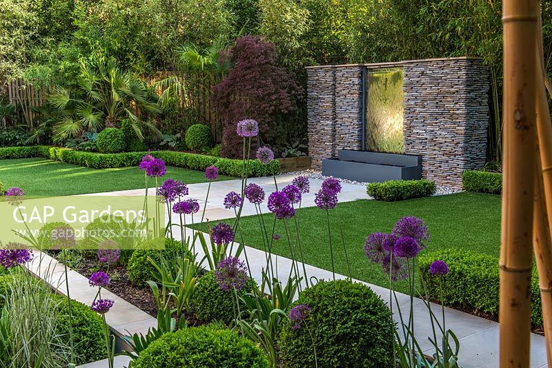 Town garden designed by Kate Gould. Glimpsed through a hedge of golden bamboo, a stainless steel water feature set into a dry stone wall. Rectangular patches of lawn are edged in box balls interplanted with purple and white allium. Boundary beds are filled with bamboo, cordyline, acer, Trachycarpus fortunei, hosta and euphorbia.