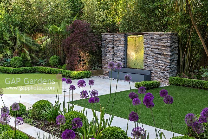 Town garden designed by Kate Gould. A stainless steel water feature is set into a dry stone wall. Rectangular patches of lawn are edged in box balls interplanted with purple and white allium. Boundary beds are filled with bamboo, cordyline, acer, Trachycarpus fortunei, hosta and euphorbia.