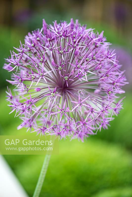 Allium 'Purple Sensation' - ornamental onion 
