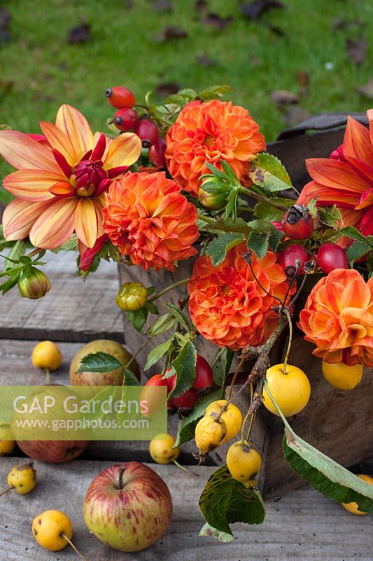 Autumn floral display in wooden box with Dahlias 'Jescot Julie' 'New Baby', rosehips and crab apples