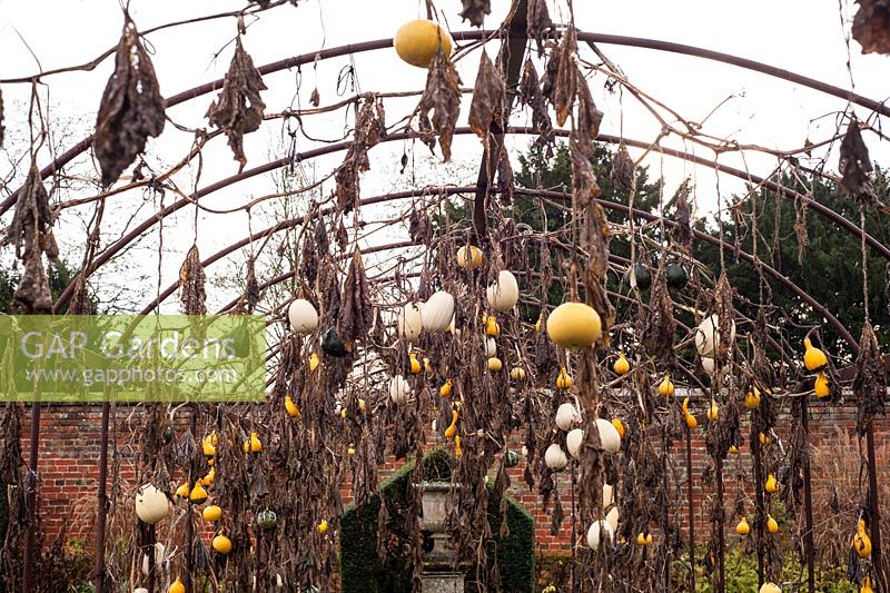 Squashes on metal frame in autumn