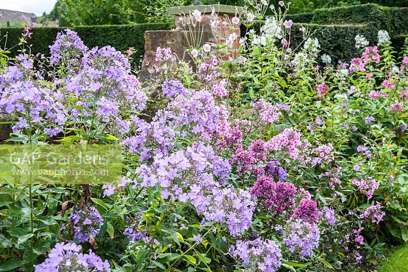 A mass of colourful phlox in a border adjoining the Font Garden. Wollerton Old Hall, nr Market Drayton, Shropshire, UK