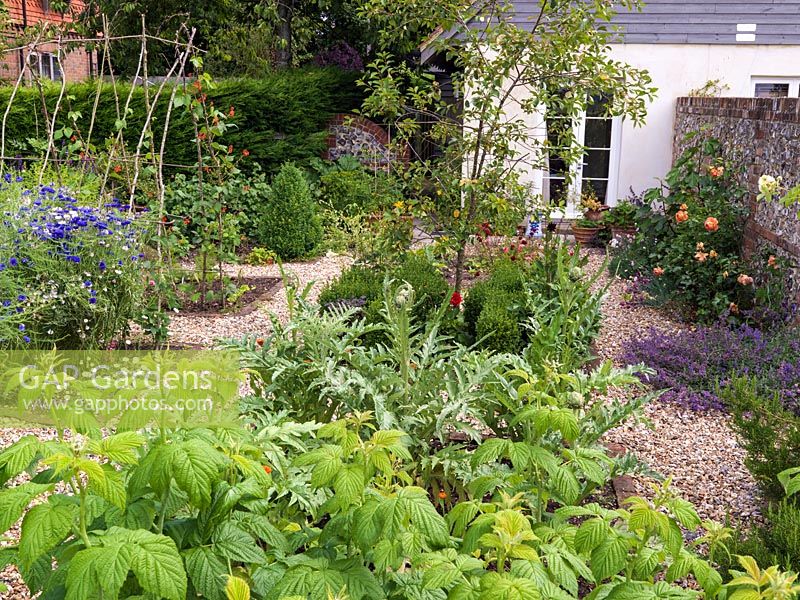Beside house, vegetable potager with brick-edged beds in gravel, planted with cornflowers, runner beans on a wigwam support, roses, raspberries, cardoon, rhubarb and catmint.