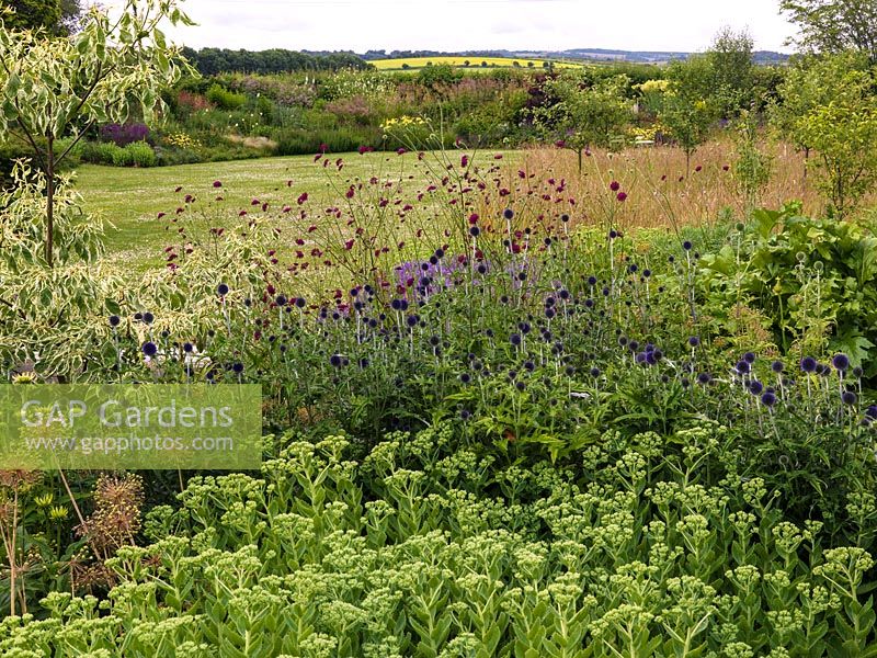 Contemporary garden. Seen past dogwood, scabious, lavender, allium, echinops and sedum, meadow and naturalistic border of perennials that meld with countryside.