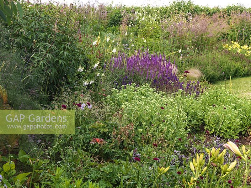 Contemporary garden. Informal border of daylily, catmint, foxglove, scabious, salvia, diamond grass, sedum, hardy geranium, fennel, veronicastrum and oregano.