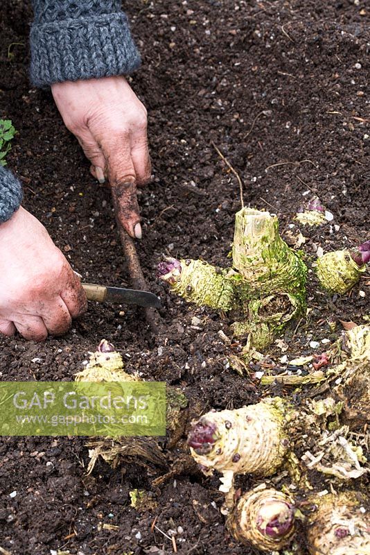 Taking Crambe cordifolia root cuttings. Severing root with a knife