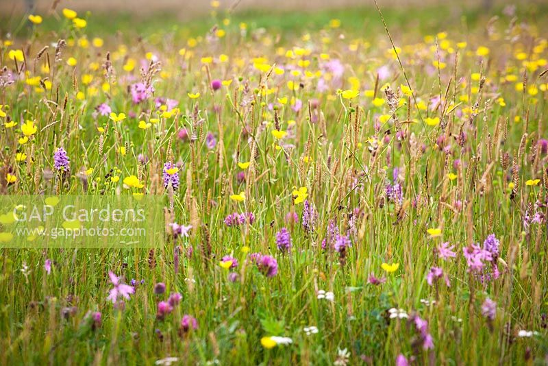 Dactylorhiza fuchsii subsp. fuchsii - Meadow of Orchids, Ragged Robin and buttercups. 