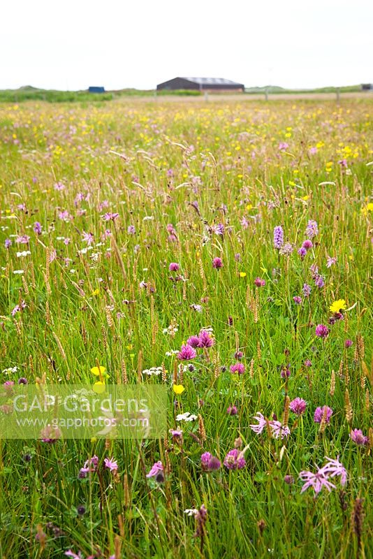 Dactylorhiza fuchsii subsp. fuchsii - Meadow of Orchids, Ragged Robin, Red Clover and buttercups. 
