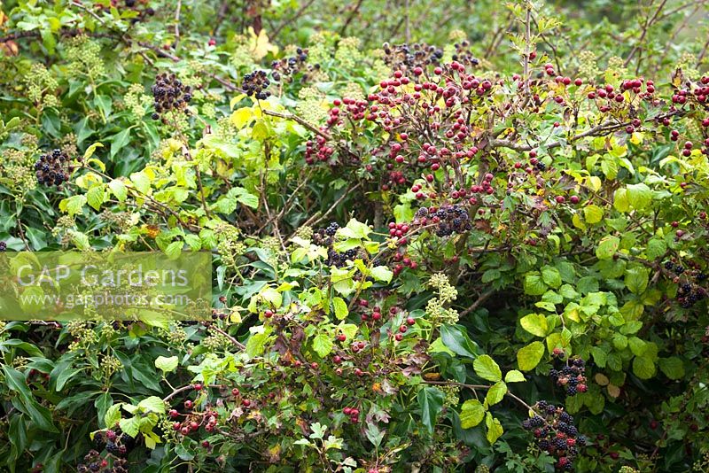 Rubus, Crataegus, Hedera - Autumn hedgerow with blackberries, hawthorn and ivy berries. 