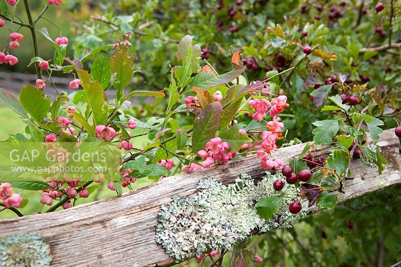 Crataegus monogyna and Euonymus europaeus - Hawthorn and spindle berries. 