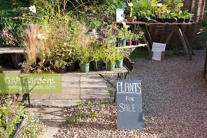 Displays of plants for sale beside the house. Dyffryn Fernant, Fishguard, Pembrokeshire, Wales, UK