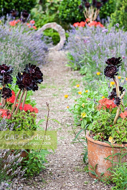 Pots of Aeonium 'Zwartkop' and scarlet pelargoniums in the Rickyard with lavender and calendula.  At the end of the gravel path is a circle of wood with a painted inscription. Dyffryn Fernant, Fishguard, Pembrokeshire, Wales, UK