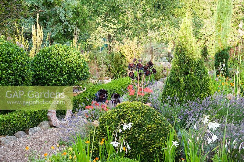 The Rickyard garden features lots of clipped shrubs including yew and holly, interspersed with lavenders, white Gladiolus murielae and orange calendula. Dyffryn Fernant, Fishguard, Pembrokeshire, Wales, UK