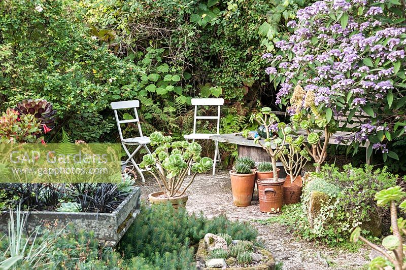 A corner of the Courtyard Garden features Hydrangea aspera, lots of pots of succulents and wide stone planter with Ophiopogon planiscapus 'Nigrescens' and echeveria.  Dyffryn Fernant, Fishguard, Pembrokeshire, Wales, UK