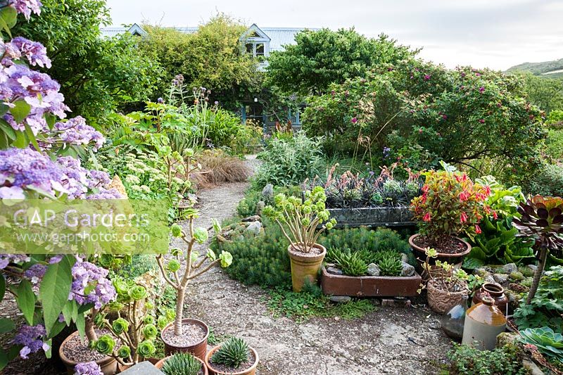 Courtyard garden features lots of pots planted with succulents including Aeonium 'Voodoo', echeverias, aloes and hawarthias, with shrubs including fuchsia, Hydrangea aspera and Rosa rugosa. Dyffryn Fernant, Fishguard, Pembrokeshire, Wales, UK