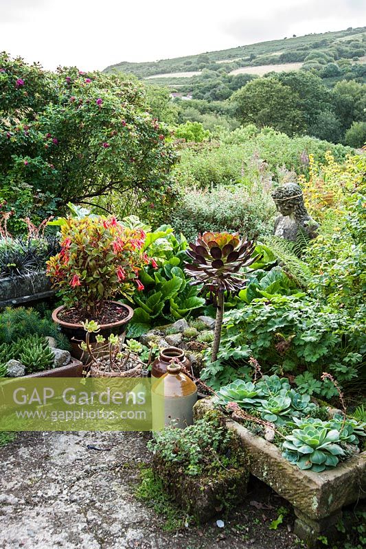 Courtyard garden features lots of pots planted with succulents including Aeonium 'Voodoo', echeverias, aloes and hawarthias, with fuchsia and stone figure. Dyffryn Fernant, Fishguard, Pembrokeshire, Wales, UK